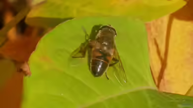 Eristalis tenax im Garten