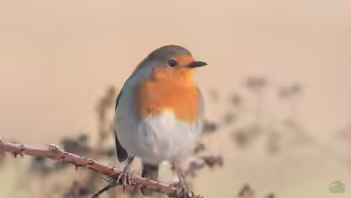 Erithacus rubecula im Garten