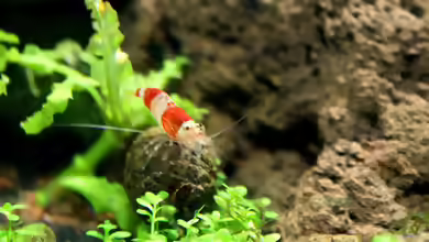 Erlenzapfen im Aquarium verwenden