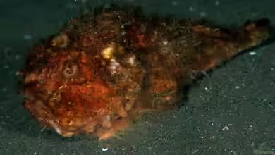 Erosa erosa im Aquarium halten