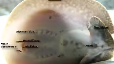 Erscheinungsbild / Anatomie / Schwangerschaft / Embryonalentwicklung