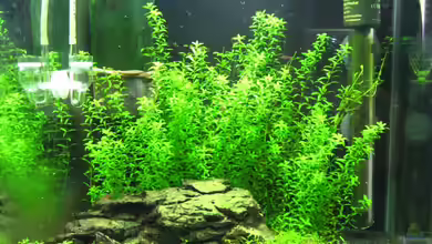 Erster Versuch, Nano von Robbie