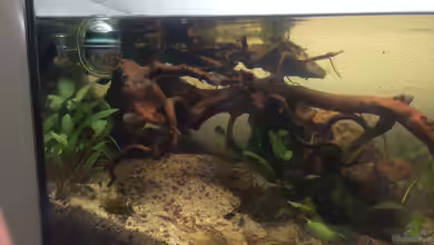 Erstes HMF-Becken von RobiTobi