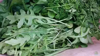 Eruca sativa im Garten pflanzen