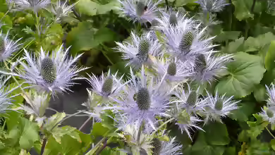 Eryngium alpinum im Garten pflanzen