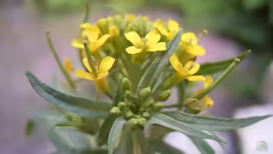 Erysimum cheiranthoides im Garten pflanzen