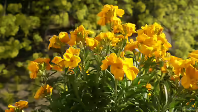 Erysimum cheiri im Garten pflanzen