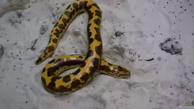 Eryx colubrinus im Terrarium pflegen