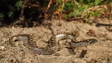 Eryx jaculus im Terrarium halten