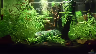 Es hängt von lukasg