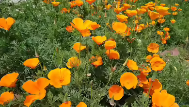 Eschscholzia californica im Garten pflanzen