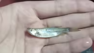 Esomus danricus im Aquarium halten