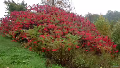 Essigbaum breitet sich aus - was Gärtner wissen müssen