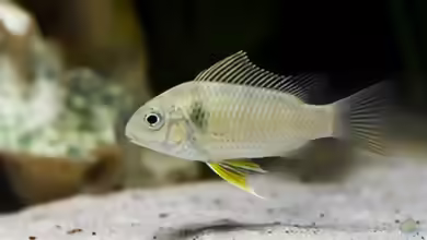 Etia nguti im Aquarium halten