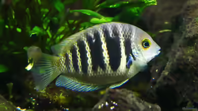 Etroplus canarensis im Aquarium halten