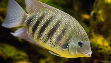 Etroplus suratensis im Aquarium halten