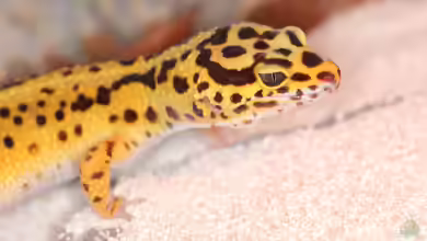 Eublepharis macularius im Terrarium halten