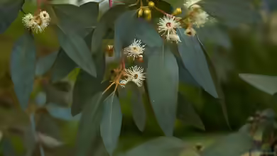 Eucalyptus gunnii im Garten pflanzen