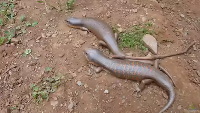 Eumeces algeriensis im Terrarium halten