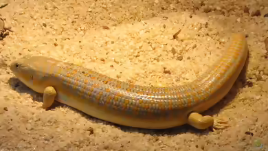 Eumeces schneiderii im Terrarium halten