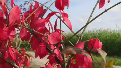 Euonymus alatus im Garten pflanzen