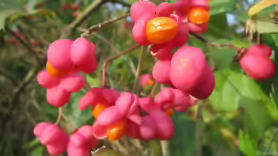 Euonymus europaeus im Garten pflanzen