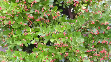 Euonymus japonicus im Garten pflanzen