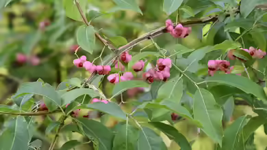 Euonymus phellomanus im Garten pflanzen
