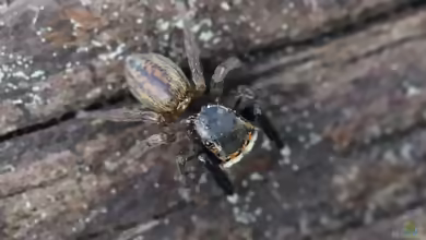 Euophrys frontalis: Gewöhnlicher Schönbrauspringer im Terrarium halten