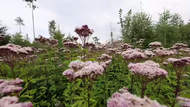 Eupatorium cannabinum im Gartenteich