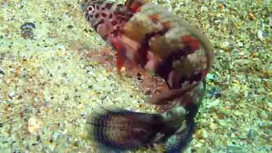 Eupetrichthys angustipes im Aquarium halten