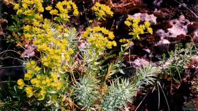 Euphorbia im Garten pflanzen