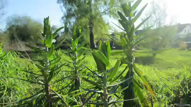 Euphorbia lathyris im Garten pflanzen
