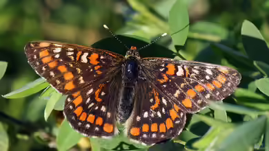 Euphydryas maturna im Garten
