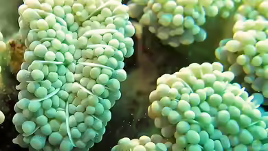Euphyllia cristata im Aquarium halten
