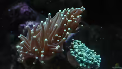 Euphyllia glabrescens im Aquarium halten