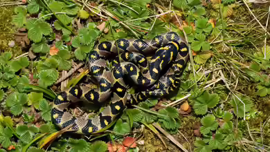 Euprepiophis mandarinus im Terrarium halten