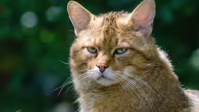 Europäische Wildkatze im Garten