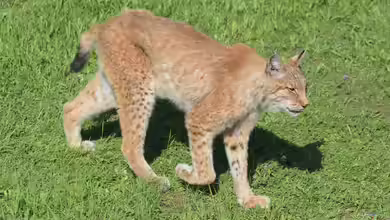 Europäischer Luchs im Garten