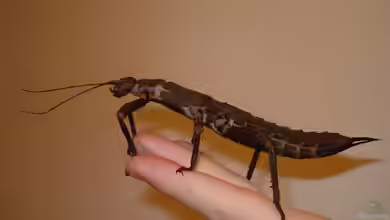 Eurycantha calcarata im Terrarium halten