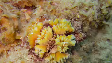 Eusmilia fastigiata im Aquarium halten
