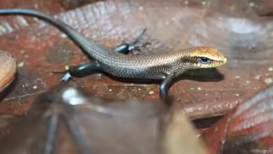 Eutropis multifasciata im Terrarium halten