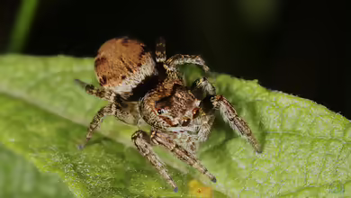 Evarcha falcata: Bunter Sichelspringer im Terrarium halten