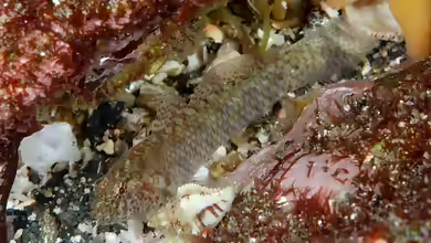 Eviota abax im Aquarium halten