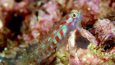 Eviota albolineata im Aquarium halten