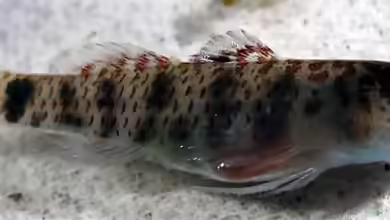 Eviota epiphanes im Aquarium halten