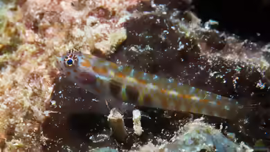 Eviota guttata im Aquarium halten