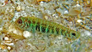 Eviota hoesei im Aquarium halten