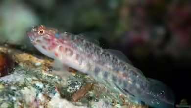 Eviota masudai im Aquarium halten