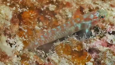 Eviota melasma im Aquarium halten